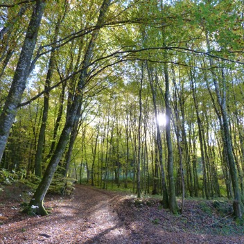Herfst in de Morvan.jpg